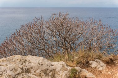Mavi denize karşı bir kaya üzerinde kuru çalı
