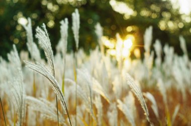Çayırda güzel kuru sonbahar otlar