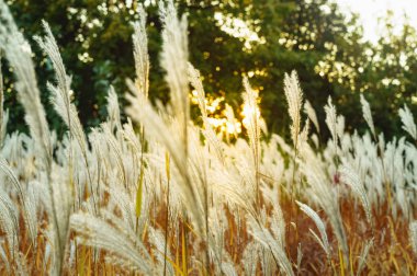 Çayırda güzel kuru sonbahar otlar
