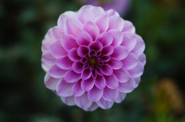 Çalılıkta nazik leylak dahlia çiçeği