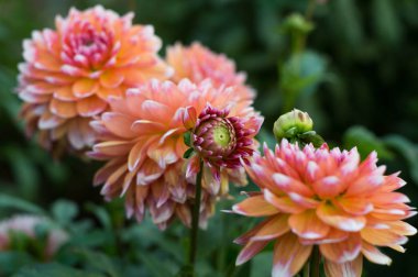 Çalıüzerinde turuncu dahlia çiçek