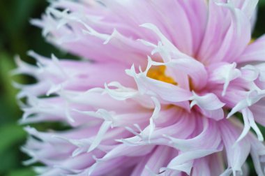 Çalılıkta nazik leylak dahlia çiçeği