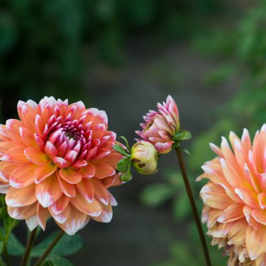 Çalıüzerinde turuncu dahlia çiçek