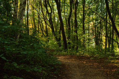 Sonbahar ormanında toprak yol