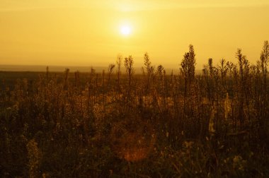 Şafakta sis bir çayırda kuru sonbahar çim