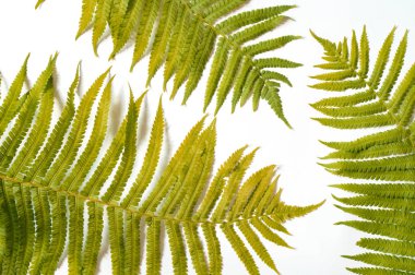 Beyaz bir yüzeyüzerinde yeşil eğrelti otu yapraklarından arka plan