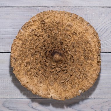 Beyaz ahşap yüzeyüzerinde mantar kapakları arka plan