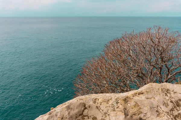 Buisson sec sur un rocher contre la mer bleue — Photo