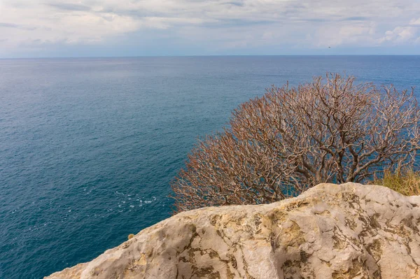 Mavi denize karşı bir kaya üzerinde kuru çalı