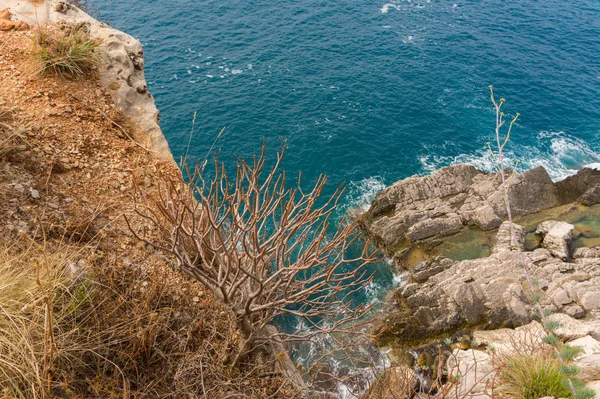 Mavi denize karşı bir kaya üzerinde kuru çalı