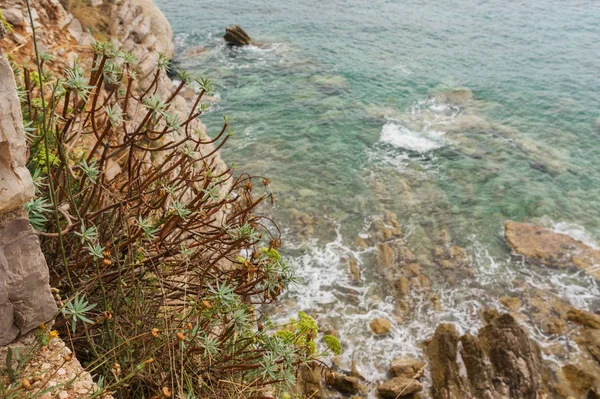 Mavi denize karşı bir kaya üzerinde kuru çalı — Stok fotoğraf