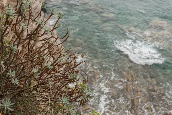 Cespuglio secco su una roccia contro il mare blu — Foto Stock