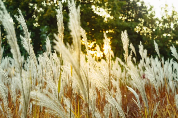 Çayırda güzel kuru sonbahar otlar
