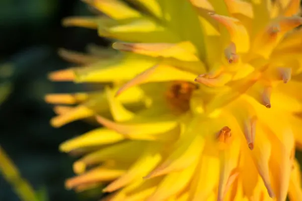 Gelbe Dahlienblüte am Strauch — Stockfoto