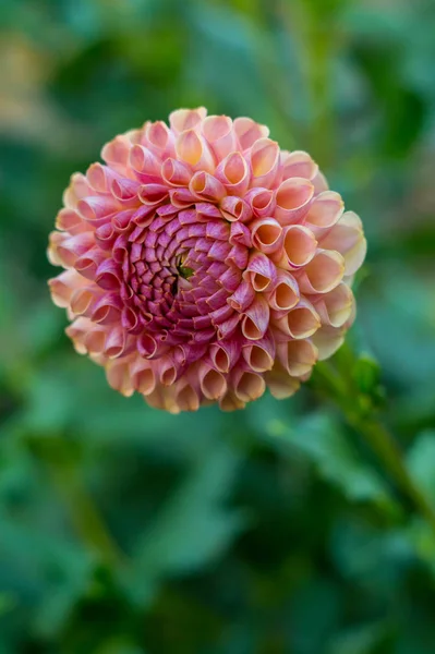 Fleur de dahlia rose jaune multicolore sur le buisson — Photo