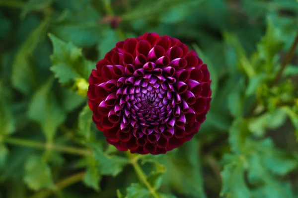 Röd och lila Dahlia blomma på Bush — Stockfoto