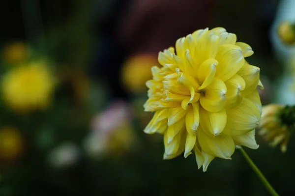 Gelbe Dahlienblüte am Strauch — Stockfoto