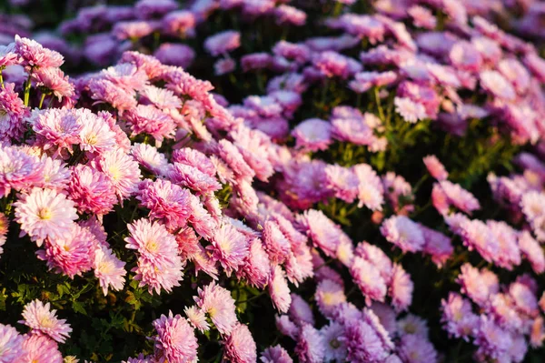 Kleine Blüten der rosa Chrysantheme — Stockfoto