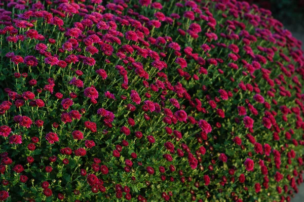 Kleine Blüten der lila Chrysantheme — Stockfoto