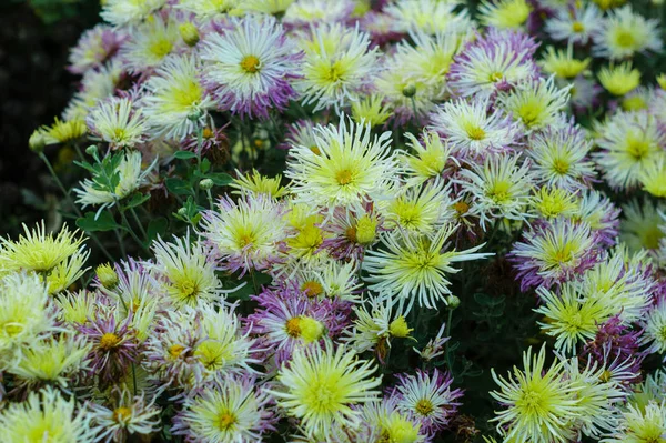 Malé květé a žluté chryzantéum — Stock fotografie