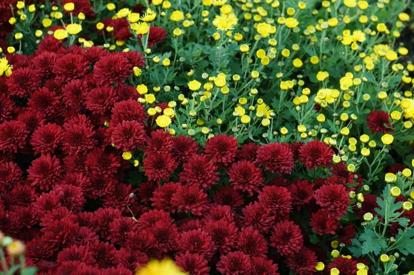 Kleine Blüten aus roten und gelben Chrysanthemen — Stockfoto