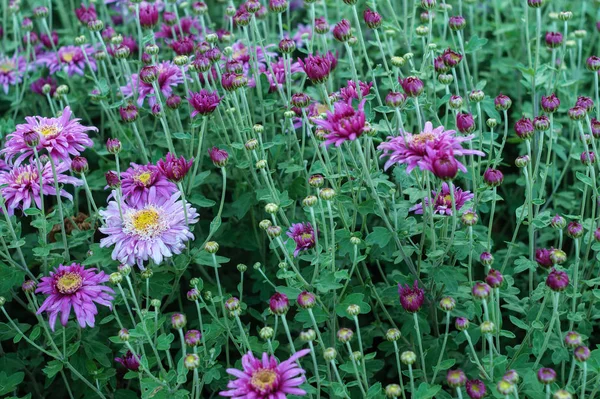 Kleine Blüten und Knospen der lila Chrysantheme — Stockfoto