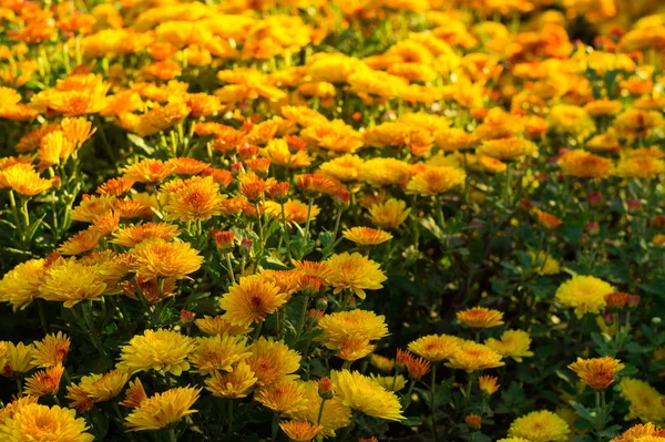 Kleine Blüten aus gelben und orangen Chrysanthemen — Stockfoto