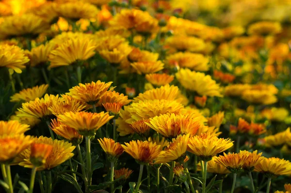 Kleine Blüten aus gelben und orangen Chrysanthemen — Stockfoto