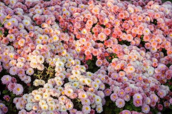 Pequenas flores de crisântemo rosa — Fotografia de Stock