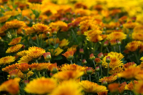 Kleine Blüten aus gelben und orangen Chrysanthemen — Stockfoto