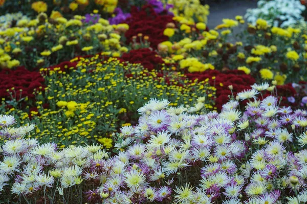 Kleine Blüten der mehrfarbigen Chrysantheme — Stockfoto