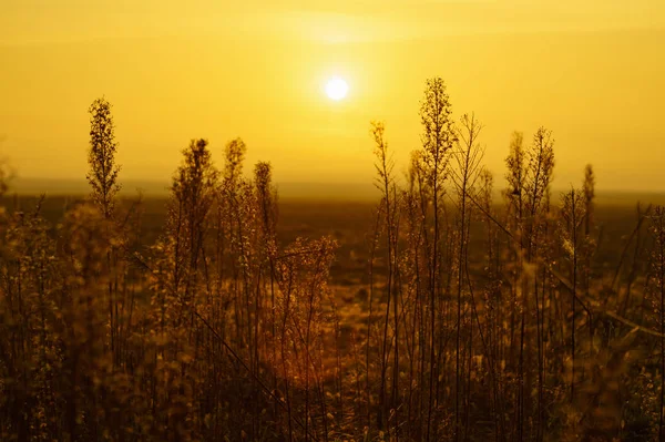 Grama seca do outono em um prado no nevoeiro ao amanhecer — Fotografia de Stock