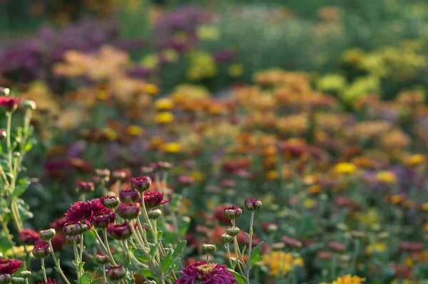 Pequeñas flores de crisantemo multicolor en el parterre — Foto de Stock
