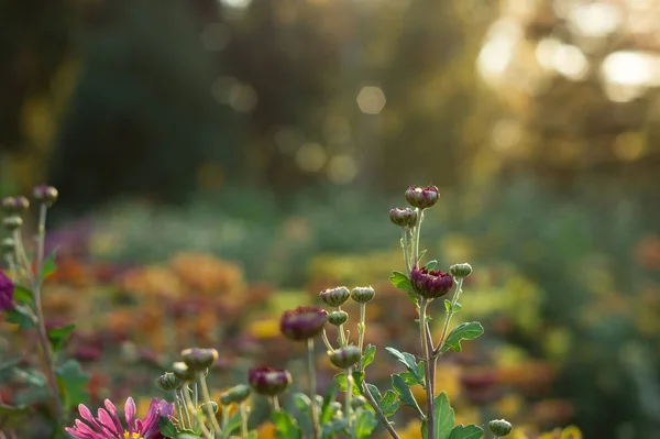 Pequeñas flores de crisantemo multicolor en el parterre — Foto de Stock