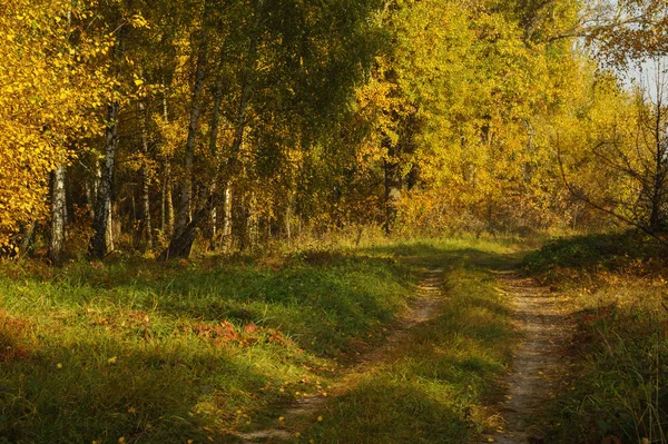 Sonbahar ormanında toprak yol
