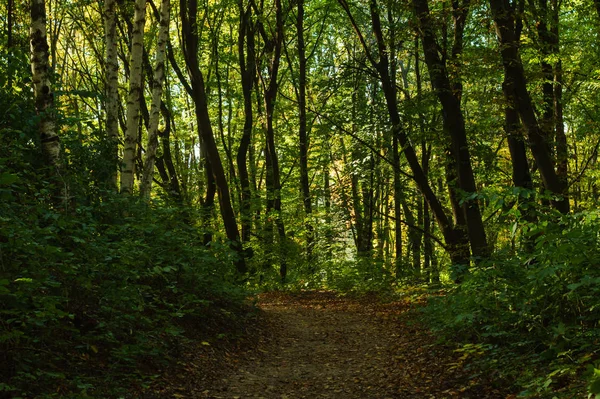 Sonbahar ormanında toprak yol