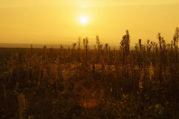 Şafakta sis bir çayırda kuru sonbahar çim