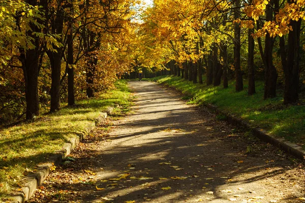 Parkın ara sokağında sarı sonbahar ağaçları