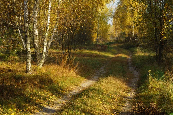 Грязная дорога в осеннем лесу — стоковое фото