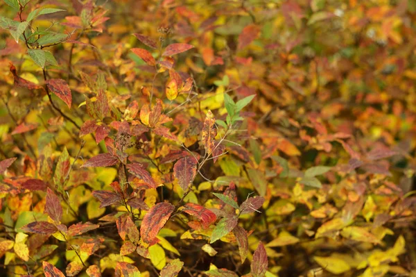 Pozadí žluté a oranžové podzimní listí — Stock fotografie