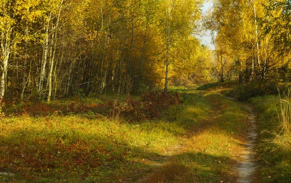 Sonbahar ormanında toprak yol