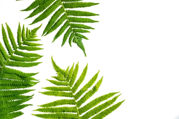 Beyaz bir yüzeyüzerinde yeşil eğrelti otu yapraklarından arka plan