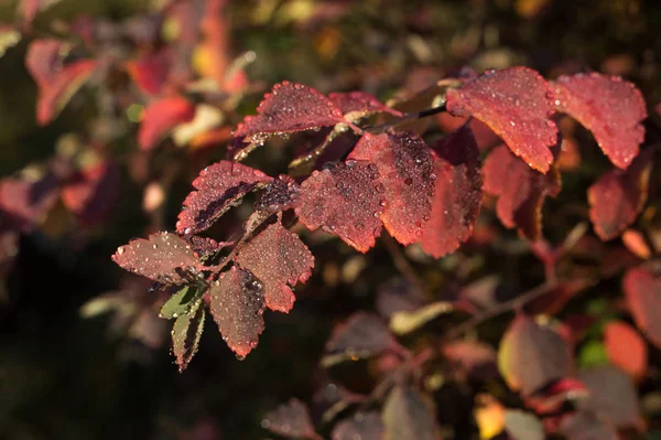 Kapky rosy na rudých podzimních listech — Stock fotografie