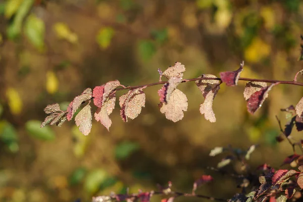 Kapky rosy na rudých podzimních listech — Stock fotografie