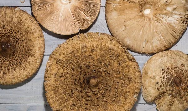 Фон крышки гриба на белой деревянной поверхности — стоковое фото