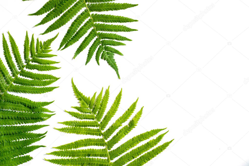 Background from green fern leaves on a white surface