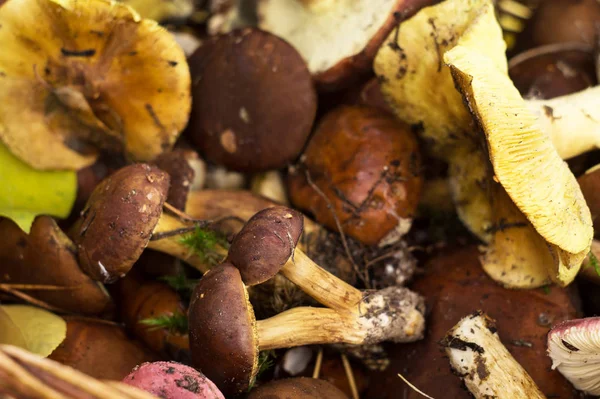 Различные свежие лесные грибы — стоковое фото
