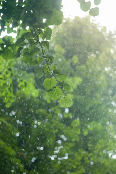 Gotas de lluvia de verano sobre un fondo de árboles — Foto de Stock