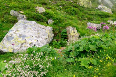 Dağ kayalık zemin üzerinde çiçekli alp bitkileri