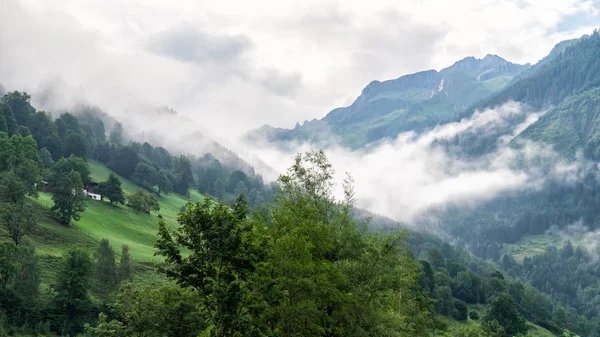 В тумане зеленая трава и горы, Австрия — стоковое фото